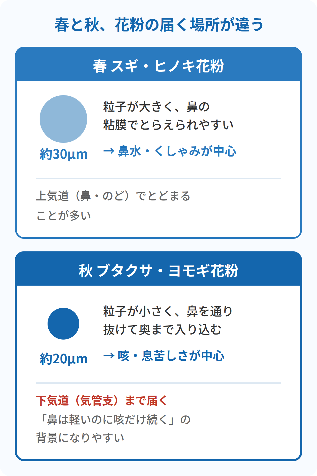 春のスギ花粉と秋のブタクサ花粉の粒子サイズと到達部位の比較